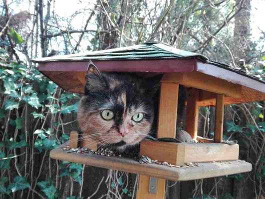 Tierernährungs- und Gesundheitsberatung Katze