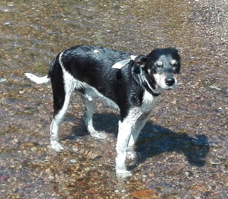 Futterberatung Hund Uelzen